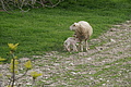 Bernhard Saalfeld - DSC04769.JPG