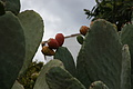 Bernhard Saalfeld - DSC04771.JPG
