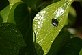 Bernhard Saalfeld - DSC04799.JPG