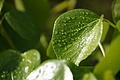 Bernhard Saalfeld - DSC04802.JPG