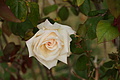 Bernhard Saalfeld - DSC04804.JPG