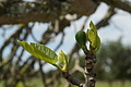 Bernhard Saalfeld - DSC04843.JPG