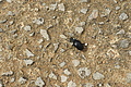 Bernhard Saalfeld - DSC04845.JPG