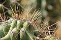 Bernhard Saalfeld - DSC04856.JPG