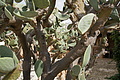Bernhard Saalfeld - DSC04857.JPG