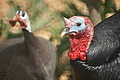 Bernhard Saalfeld - DSC04863.JPG