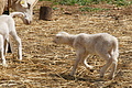 Bernhard Saalfeld - DSC04882.JPG