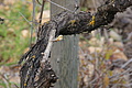 Bernhard Saalfeld - DSC04902.JPG