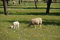 Bernhard Saalfeld - DSC04976.JPG