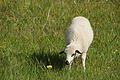 Bernhard Saalfeld - DSC04978.JPG