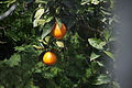 Bernhard Saalfeld - DSC05010.JPG