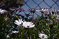 Bernhard Saalfeld - DSC05015.JPG