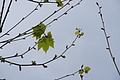 Bernhard Saalfeld - DSC05027.JPG