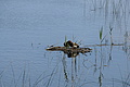 Bernhard Saalfeld - DSC05075.JPG