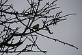 Bernhard Saalfeld - DSC05171.JPG