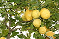 Bernhard Saalfeld - DSC05176.JPG