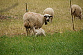 Bernhard Saalfeld - DSC05179.JPG