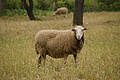 Bernhard Saalfeld - DSC05180.JPG