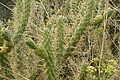 Bernhard Saalfeld - DSC05182.JPG