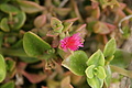 Bernhard Saalfeld - DSC05193.JPG