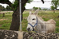 Bernhard Saalfeld - DSC05198.JPG