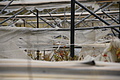 Bernhard Saalfeld - DSC05214.JPG
