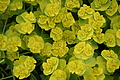 Bernhard Saalfeld - DSC05222.JPG