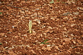 Bernhard Saalfeld - DSC05227.JPG