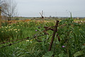 DSC03016_t.JPG