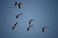Bernhard Saalfeld - DSC03074.JPG