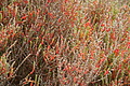 Bernhard Saalfeld - DSC03095.JPG