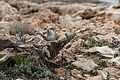Bernhard Saalfeld - DSC03372.JPG
