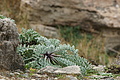 Bernhard Saalfeld - DSC03391.JPG