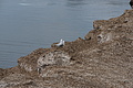 Bernhard Saalfeld - DSC03406.JPG