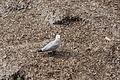 Bernhard Saalfeld - DSC03408.JPG