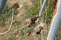 Bernhard Saalfeld - DSC03411.JPG