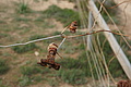 Bernhard Saalfeld - DSC03412.JPG