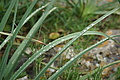Bernhard Saalfeld - DSC03570.JPG
