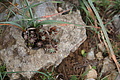 Bernhard Saalfeld - DSC03573.JPG