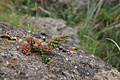 Bernhard Saalfeld - DSC03574.JPG