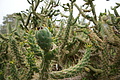Bernhard Saalfeld - DSC03651.JPG