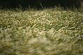 Bernhard Saalfeld - DSC03697.JPG