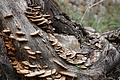 Bernhard Saalfeld - DSC03726.JPG