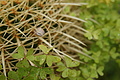 Bernhard Saalfeld - DSC03755.JPG