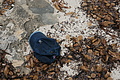 Bernhard Saalfeld - DSC03786.JPG