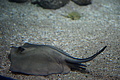 Bernhard Saalfeld - DSC03797.JPG