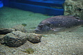 Bernhard Saalfeld - DSC03798.JPG
