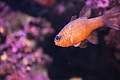 Bernhard Saalfeld - DSC03805.JPG
