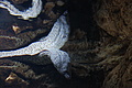 Bernhard Saalfeld - DSC03811.JPG