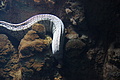 Bernhard Saalfeld - DSC03812.JPG
